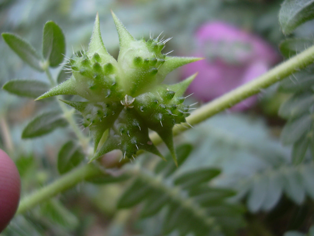 Tribulus Terrestris, Proprietăți și Efecte